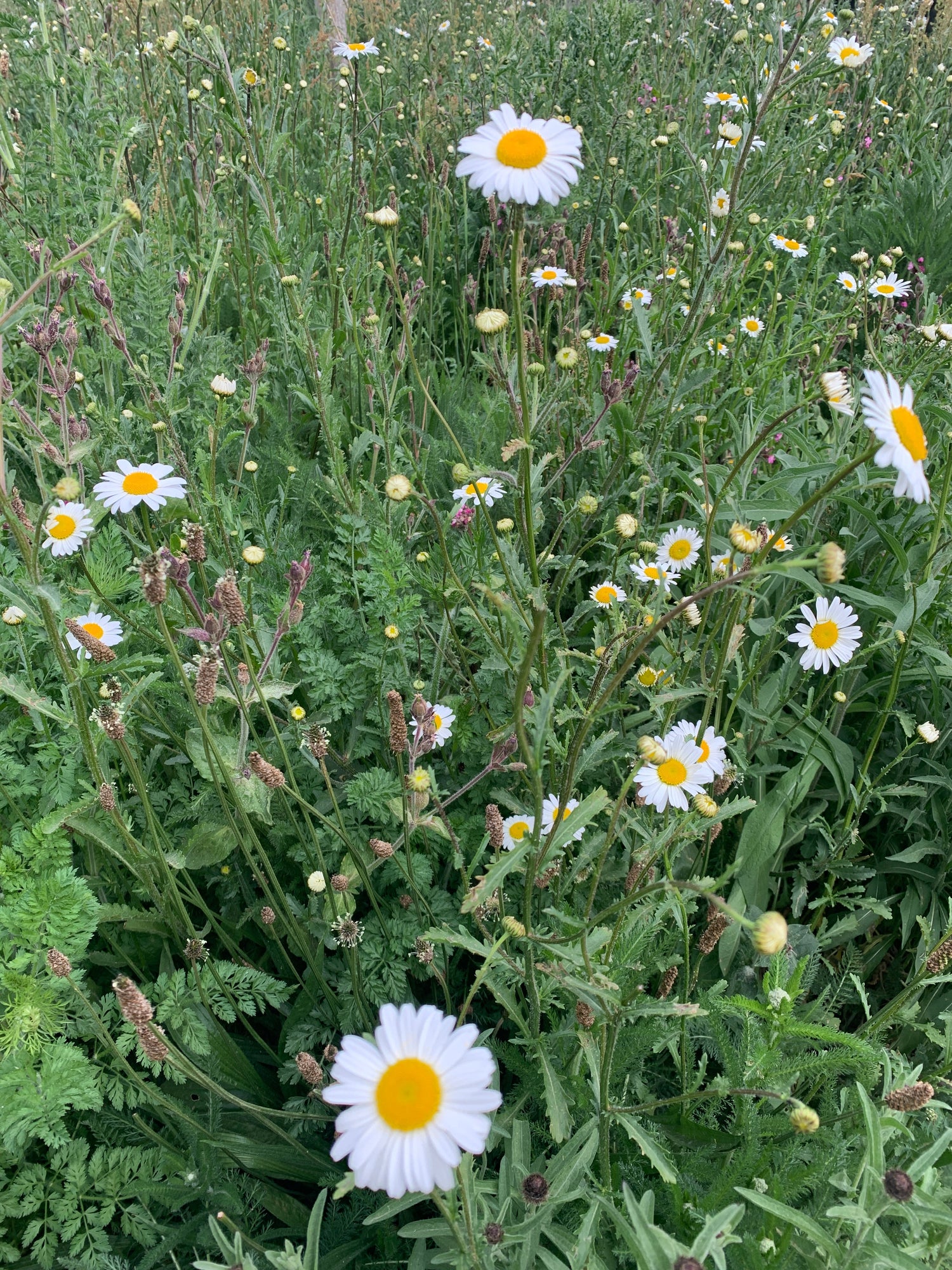 Blumenwiese (Geranie + Neroli + Lavendel) | Bernsteinfarbene Kerze im Glas